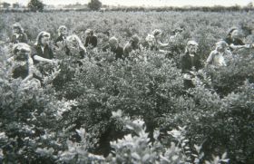 Bessen plukken in de jaren 50
