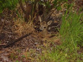 Bambi