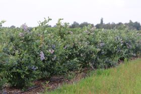 Blauwe bessen struiken