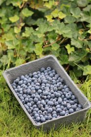 Bakje met 1 Kilo blauwe bessen